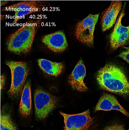 �����|(zh��)����u(p��ng)��